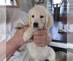 Small Photo #12 English Cream Golden Retriever Puppy For Sale in NORTHWOOD, OH, USA