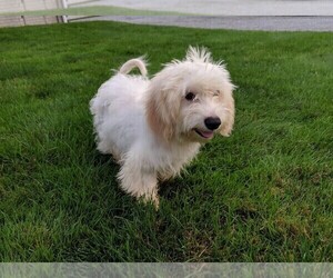 Cavachon Puppy for sale in FREDERICKSBURG, OH, USA