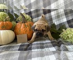 Small #4 Puggle