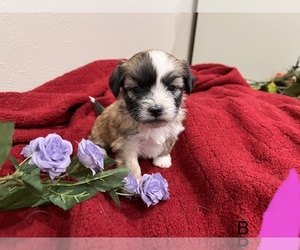 Zuchon Puppy for sale in IRETON, IA, USA