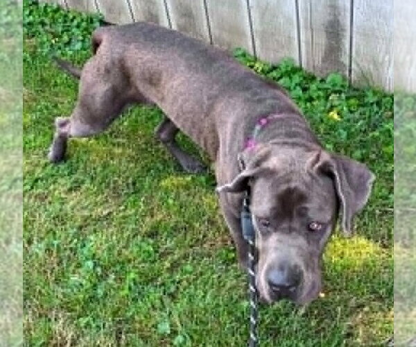Medium Photo #5 Mastiff-Unknown Mix Puppy For Sale in New York, NY, USA