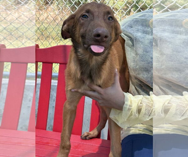 Medium Photo #7 Mutt Puppy For Sale in Woodbury, NY, USA