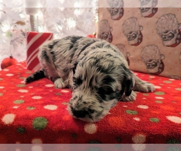 Medium Photo #13 Aussiedoodle Puppy For Sale in SPARTA, MO, USA