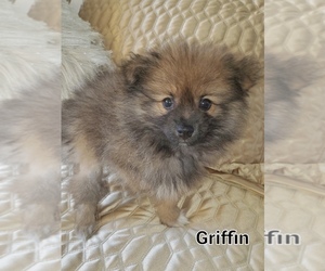 Pomeranian Dogs for adoption in RICHMOND, MI, USA