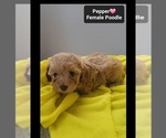 Small #2 Poodle (Toy)