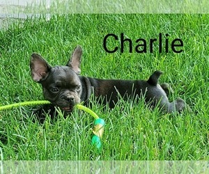 French Bulldog Puppy for sale in AFTON, WY, USA