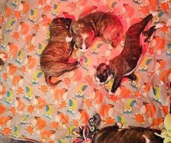 Medium Photo #3 Alapaha Blue Blood Bulldog Puppy For Sale in SHELOCTA, PA, USA