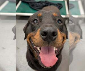 Rottweiler Dogs for adoption in Hillsboro, NH, USA