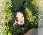 Small #2 American Pit Bull Terrier