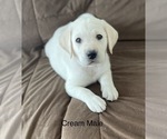 Small Photo #1 Labrador Retriever Puppy For Sale in Tekonsha, MI, USA