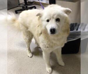 Siberian Husky Dogs for adoption in Riverside, CA, USA