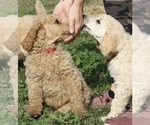 Small Photo #30 Poodle (Standard) Puppy For Sale in GARWOOD, TX, USA