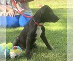 Small #3 Labrador Retriever Mix