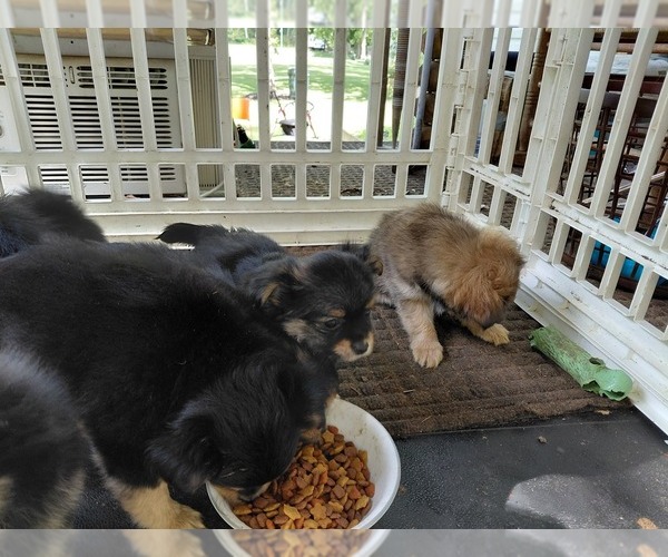 Medium Photo #3 Yoranian Puppy For Sale in MORROW, OH, USA