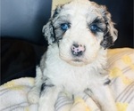 Small #11 Sheepadoodle