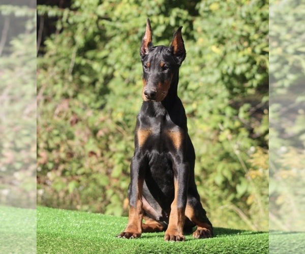 Medium Photo #5 Doberman Pinscher Puppy For Sale in THREE RIVERS, MI, USA