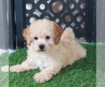 Small #1 Bichpoo