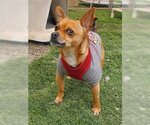 Small Photo #2 Chihuahua-Unknown Mix Puppy For Sale in Ventura, CA, USA