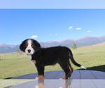 Puppy 4 Bernese Mountain Dog