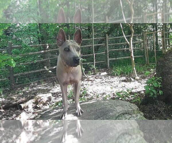 Medium Photo #2 Thai Ridgeback Puppy For Sale in Owen Sound, Ontario, Canada