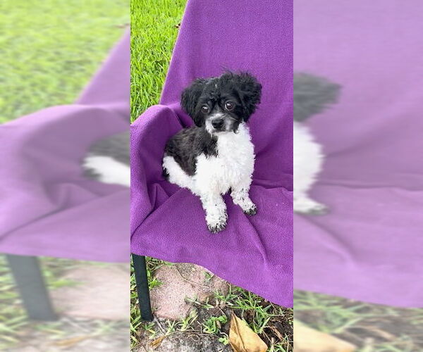 Medium Photo #1 Shih Tzu Puppy For Sale in Weston, FL, USA