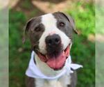 Small American Staffordshire Terrier Mix