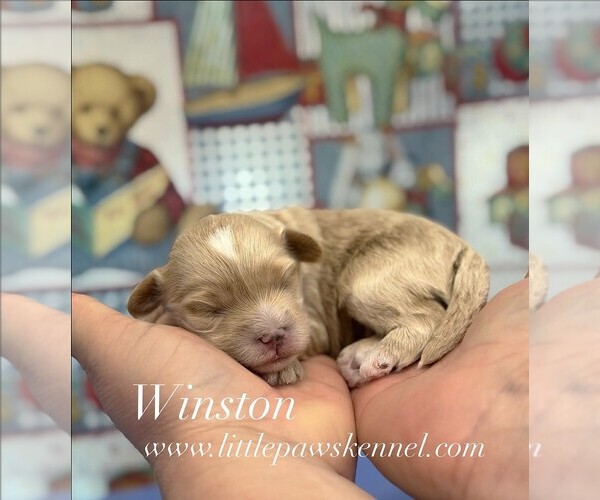 Medium Photo #1 Maltipoo (Miniature) Puppy For Sale in WINNSBORO, LA, USA