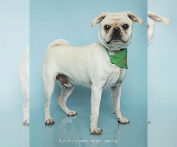 Medium Photo #4 Pug-Unknown Mix Puppy For Sale in Corona, CA, USA