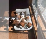 Small Photo #9 Dachshund Puppy For Sale in TRENTON, TN, USA