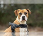 Small Photo #6 Boxer-Unknown Mix Puppy For Sale in Holly Springs, NC, USA