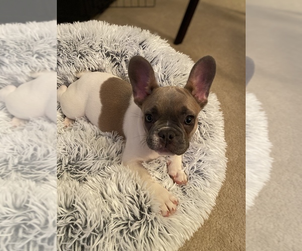 Medium Photo #1 French Bulldog Puppy For Sale in RALEIGH, NC, USA