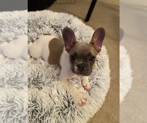 French Bulldog Puppy for sale in RALEIGH, NC, USA