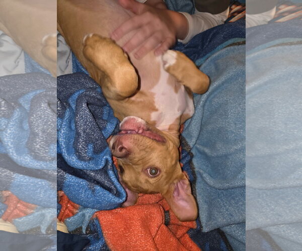 Medium Photo #1 American Staffordshire Terrier-Unknown Mix Puppy For Sale in Holly Springs, NC, USA