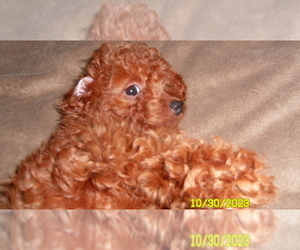 Poodle (Toy) Puppy for sale in DULUTH, GA, USA