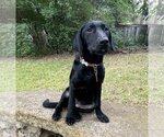Small Photo #2 Golden Labrador Puppy For Sale in Denton, TX, USA