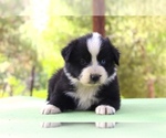 Puppy Diamond Australian Shepherd