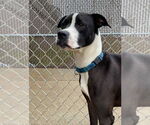 Small #12 American Pit Bull Terrier Mix