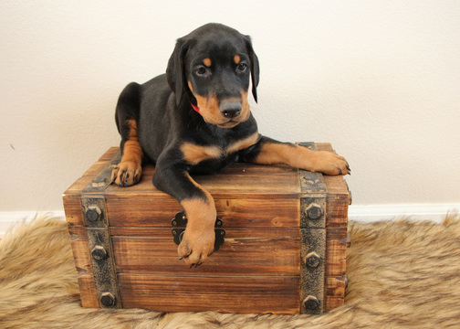 Medium Photo #1 Doberman Pinscher Puppy For Sale in LOVELAND, CO, USA