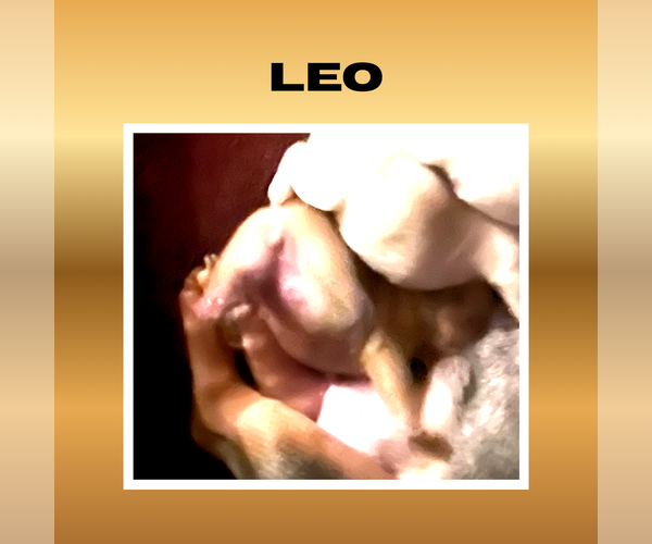 Medium Photo #2 French Bulldog Puppy For Sale in Luton, Bedfordshire (England), United Kingdom