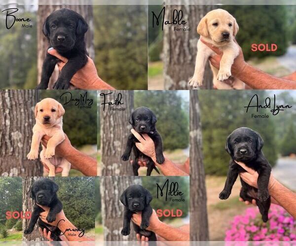 Medium Photo #2 Labrador Retriever Puppy For Sale in WINCHESTER, VA, USA