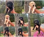 Small #1 Labrador Retriever