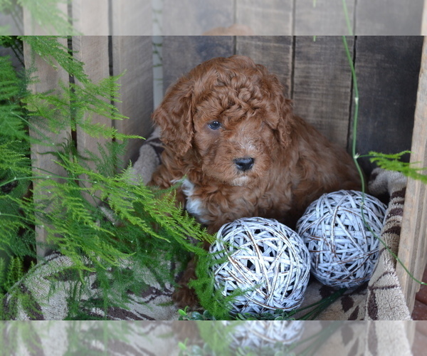 Medium Photo #2 Cavapoo mix (+ Poodle Miniature) Puppy For Sale in GREENWOOD, WI, USA