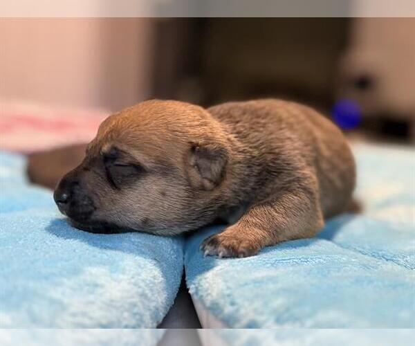 Medium Photo #1 Dachshund-Unknown Mix Puppy For Sale in San Antonio, TX, USA