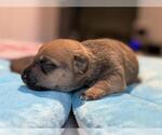 Small Dachshund Mix