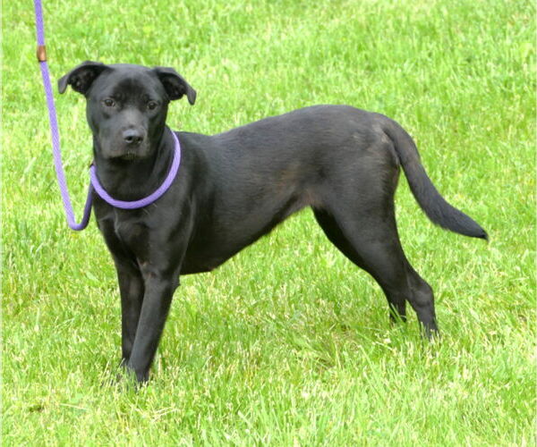 Medium Photo #3 Labrador Retriever-Unknown Mix Puppy For Sale in Pittsburgh, PA, USA