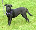 Small #2 Labrador Retriever Mix