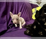 Small Rat Terrier