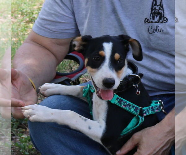 Medium Photo #4 Aussiedor Puppy For Sale in Bandera, TX, USA