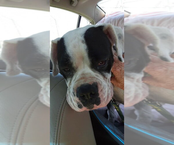 Medium Photo #7 Boxer Puppy For Sale in Burnsville, MN, USA