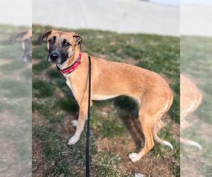 Black Mouth Cur-Unknown Mix Dogs for adoption in Waterford, VA, USA